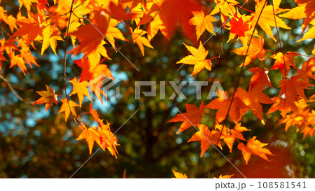 Falling colorful autumn leaves from maple tree (acer palmatum) Falling colorful autumn leaves from maple tree (acer palmatum) 108581541