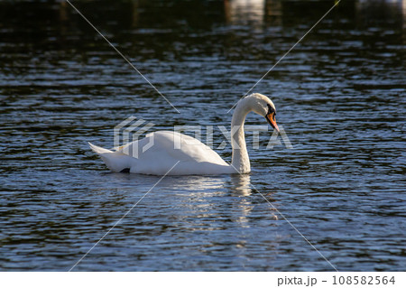 Cygnus olor, swan swimming in the water Cygnus olor, swan swimming in the water 108582564