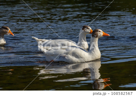 A domestic goose is a goose that humans have domesticated and kept for their meat, eggs, or down feathers. Domestic geese have been derived through selective breeding from the wild greylag goose A domestic goose is a goose that humans have domesticated and kept for their meat, eggs, or down feathers. Domestic geese have been derived through selective breeding from the wild greylag goose 108582567