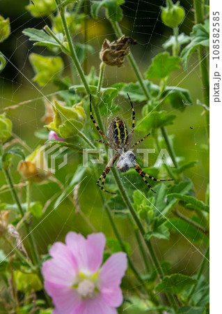 A wasp spider in a large web on a background of green grass on a sunny day. Argiope bruennichi 108582585