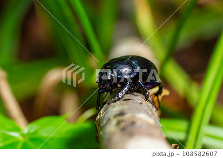 Earth boring dung beetles, Anoplotrupes stercorosus Earth boring dung beetles, Anoplotrupes stercorosus 108582607