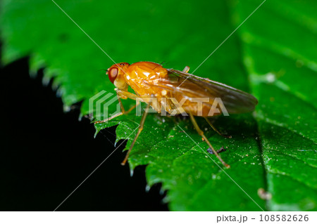 Male common fruit fly Drosophila Melanogaster sitting on a blade of grass with green foliage background 108582626