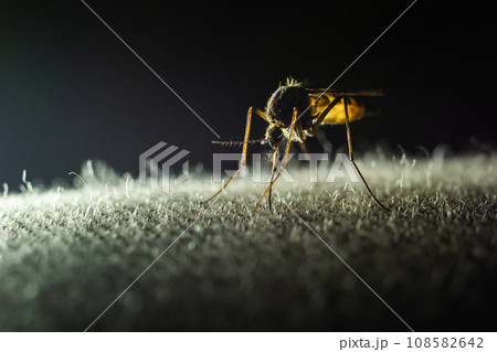 macro of Mosquito Suck in blood,Mosquito using mouth drill through clothes,mosquitoes are carrier of human and animal diseases,selecttive focus 108582642
