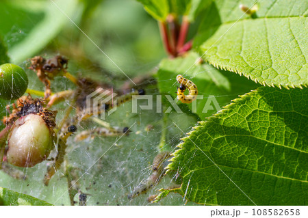 Group of Larvae of Bird-cherry ermine Yponomeuta evonymella pupate in tightly packed communal, white web on a tree trunk and branches among green leaves in summer 108582658