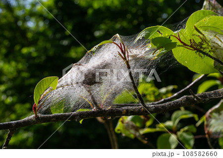 Group of Larvae of Bird-cherry ermine Yponomeuta evonymella pupate in tightly packed communal, white web on a tree trunk and branches among green leaves in summer Group of Larvae of Bird-cherry ermine Yponomeuta evonymella pupate in tightly packed communal, white web on a tree trunk and branches among green leaves in summer 108582660