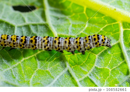 Mullein Cucullia verbasci Caterpillars feeding on garden flower leaves Mullein Cucullia verbasci Caterpillars feeding on garden flower leaves 108582661