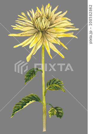 Yellow flower isolated on grey background 108582862