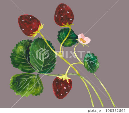 Strawberry branch isolated on grey background Strawberry branch isolated on grey background 108582863