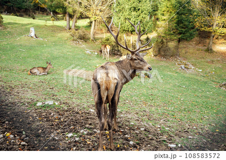Wild old male red deer is looking to camera by the female red deer on green grass. 108583572