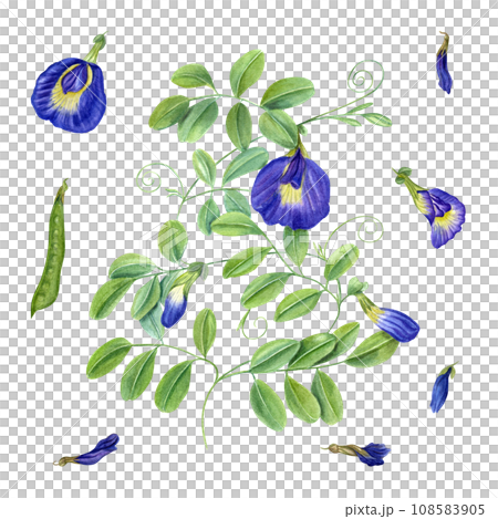 Climbing blue clitoria ternatea in full bloom. Green leaves, flowers, buds. Dried flower, pod, leaf. Bending branches of Asian plant. Butterfly pea flower, anchan. Watercolor illustration 108583905