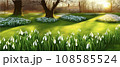 White snowy easter flowers with fresh green leaves in a spring sunny forest. Delicate snowdrops The first flower of spring symbols. Spring Easter concept. 108585524