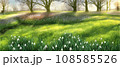 White snowy easter flowers with fresh green leaves in a spring sunny forest. Delicate snowdrops The first flower of spring symbols. Spring Easter concept. 108585526