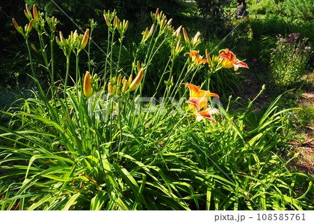 Hemerocallis aurantiaca is a genus of plants of the Lilaynikov family Asphodelaceae. Beautiful orange lily flowers with six petals. Long thin green leaves. Flowering and crop production as a hobby 108585761