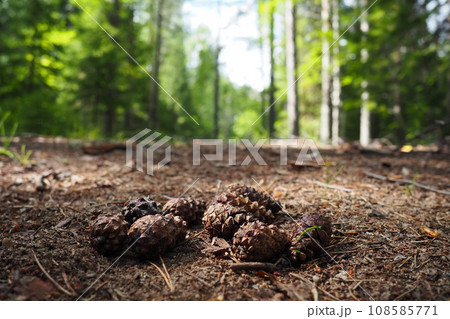 Pine or spruce cones lie on old dried up foliage and on pine needles. close-up. Forest path in a coniferous forest. Green trees in the background. The theme of ecology and forest conservation 108585771