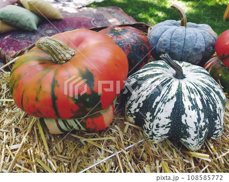 Gray pumpkin and several orange pumpkins on straw. Botanical variety of pumpkins. Vegetables zucchini and squash. Halloween symbol. Autumn harvest. Allhalloween, All Hallows Eve, or All Saints Eve Gray pumpkin and several orange pumpkins on straw. Botanical variety of pumpkins. Vegetables zucchini and squash. Halloween symbol. Autumn harvest. Allhalloween, All Hallows Eve, or All Saints Eve 108585772