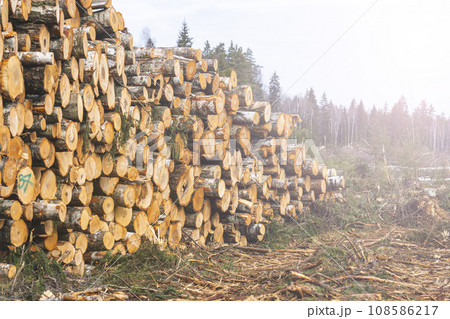 Woodpile fresh cut pine logs at sawmill factory. Big stack of tree trunks at wood production lumber mill. Processing timber material at wood construction warehouse. Chopped firewood stumps. Forestry 108586217