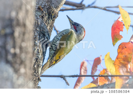 木の幹にとまるアオゲラ 108586384