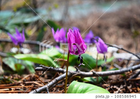 カタクリの花 森の妖精 カタクリの花 森の妖精 108586945