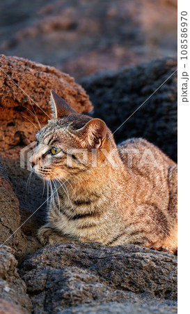 岩の上で休む猫 108586970