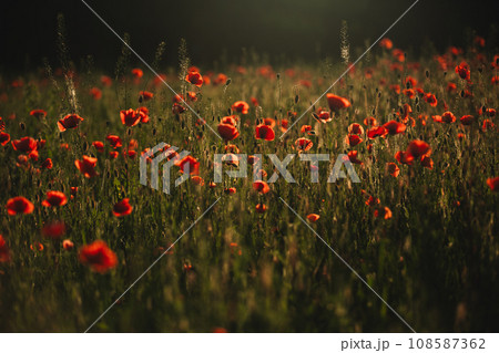 Red poppies field. The Sun setting on a field of poppies in the countryside 108587362
