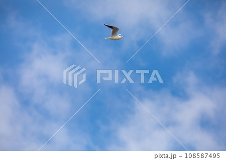 Bird Flying SEAGULL Isolated Sky Symbol of Freedom Concept. white seagull in the sky Bird Flying SEAGULL Isolated Sky Symbol of Freedom Concept. white seagull in the sky 108587495