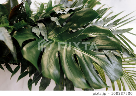 various of exotic green leaves of monsters and palm trees for nature concept,set of tropical leaf isolated on white background various of exotic green leaves of monsters and palm trees for nature concept,set of tropical leaf isolated on white background 108587500