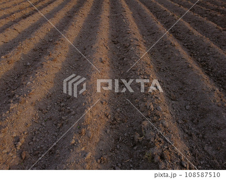 Potato field in the early spring after sowing - with furrows running towards the horizon in the late afternoon lights Potato field in the early spring after sowing - with furrows running towards the horizon in the late afternoon lights 108587510