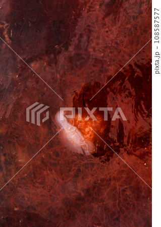 jellyfish medusa in red algae background, black sea jellyfish medusa in red algae background, black sea 108587577