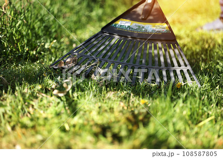 Unrecognised man is raking leaves with a plastic black rake. Cleaning of garbage and dry grass from the lawn with a fan rake. Concept of preparing garden for winter, spring. Taking care of garden Unrecognised man is raking leaves with a plastic black rake. Cleaning of garbage and dry grass from the lawn with a fan rake. Concept of preparing garden for winter, spring. Taking care of garden 108587805