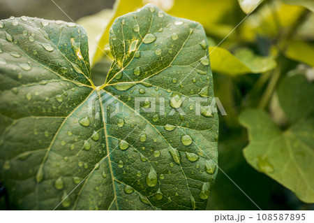 Close-up of a green leaf with water droplets on it 108587895
