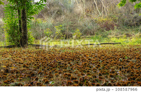 Chestnut forest 108587966