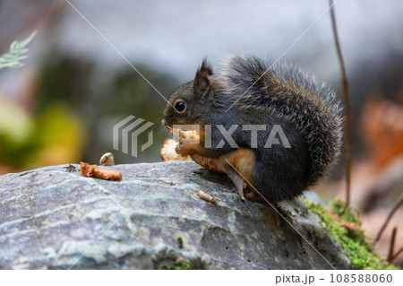 Squirrel eating a mushroom in Canadian nature. Squirrel eating a mushroom in Canadian nature. 108588060