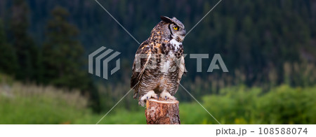 Owl sitting on wood with Green Nature in Background. British Columbia, Canada Owl sitting on wood with Green Nature in Background. British Columbia, Canada 108588074