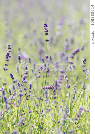 field of lavender or sage. flowering medicinal plants in wild. fragrant purple flowers in meadow field of lavender or sage. flowering medicinal plants in wild. fragrant purple flowers in meadow 108588314