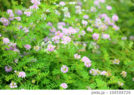 タマザキクサフジの花 タマザキクサフジの花 108588726