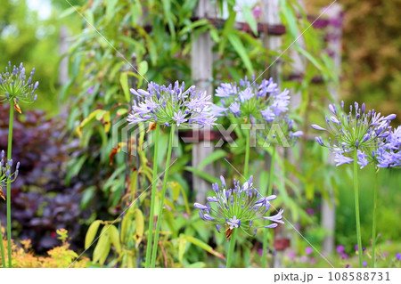 アガパンサスの花 108588731