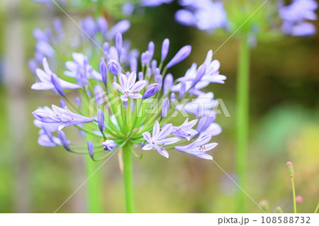 アガパンサスの花 アガパンサスの花 108588732