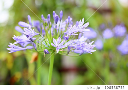 アガパンサスの花 アガパンサスの花 108588733