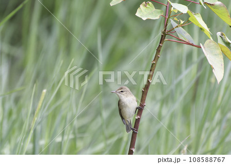 オーストラリアヨシキリ オーストラリアヨシキリ 108588767