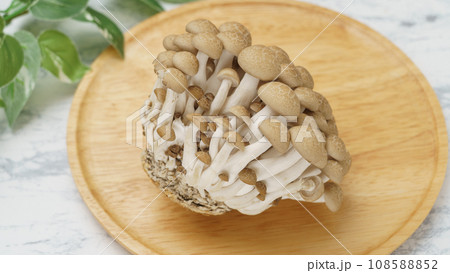 ぶなしめじ 108588852