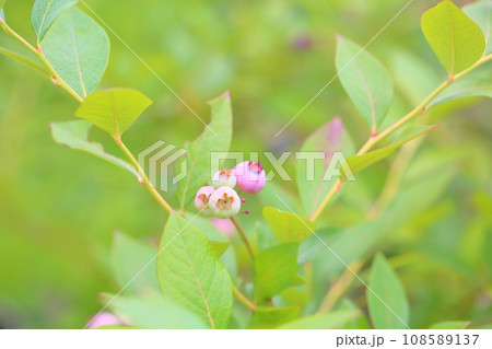 ブルーベリーの実　レガシー 108589137