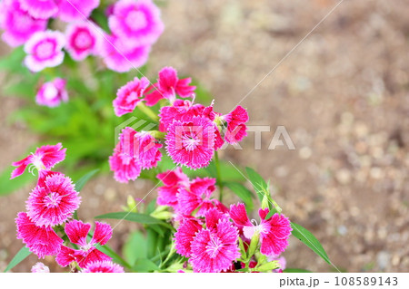 ナデシコの花 108589143