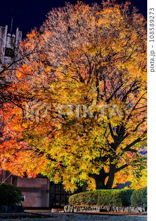 ライトアップされた紅葉 ライトアップされた紅葉 108589273