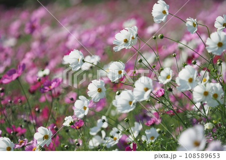 白いコスモス 108589653