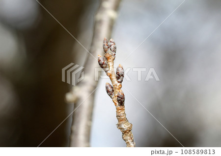 ソメイヨシノの冬 108589813