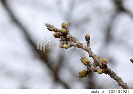 ソメイヨシノの春 桜のつぼみも膨らみ ソメイヨシノの春 桜のつぼみも膨らみ 108589925