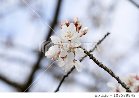 ソメイヨシノの開花 ソメイヨシノの開花 108589948