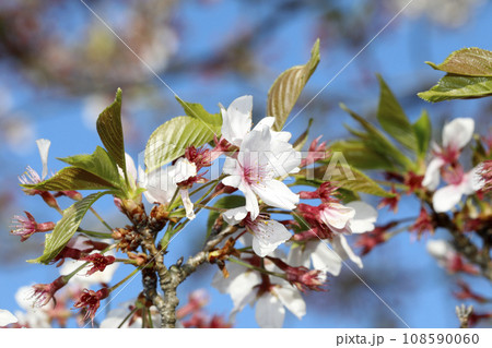 ソメイヨシノ　葉桜 108590060