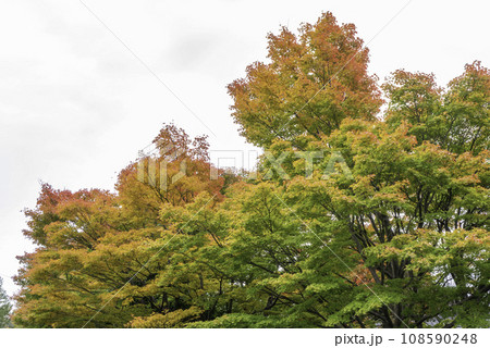 Japan autumn, Beautiful autumn leaves in Japan 108590248