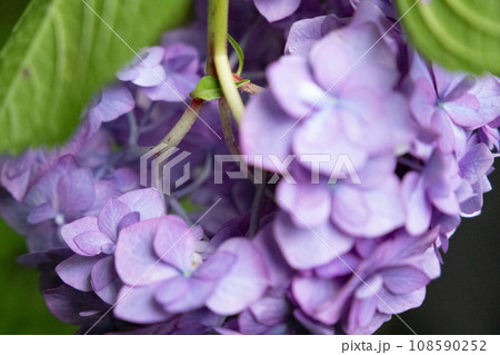 雨に濡れた紫色の紫陽花 108590252